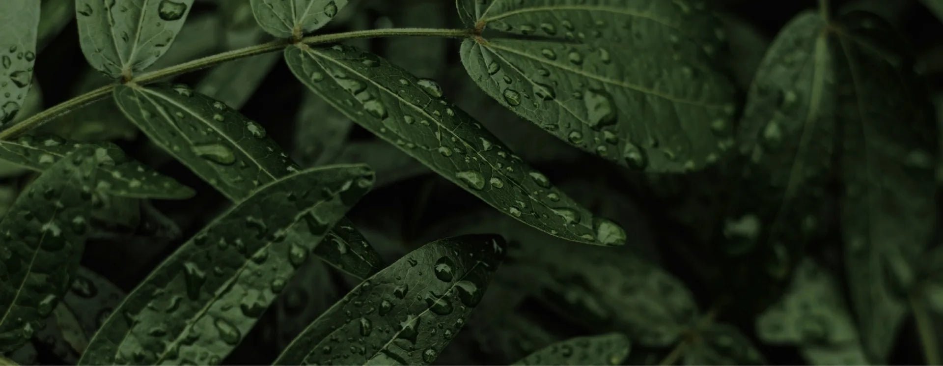 "Green Friday" 30% OFF - Synthesis Organics