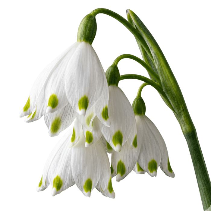 Snowflake Flower Skincare - Synthesis Organics