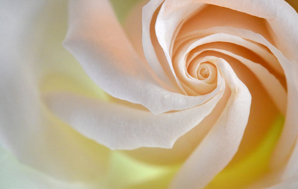 Rose Otto:The universal symbol of love and healing