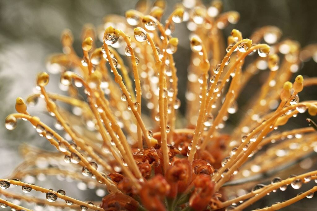 Australian Natives in Skincare - Synthesis Organics