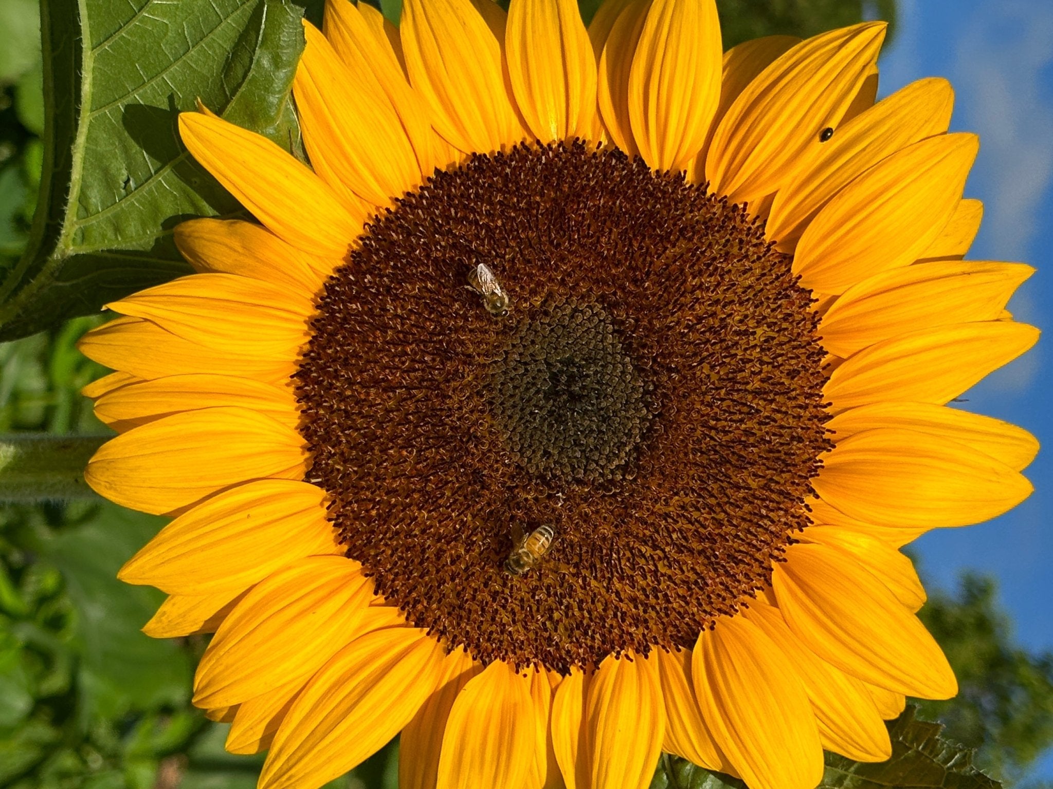 Embracing the Beauty of Organic Sunflower Oil for Your Skin - Synthesis Organics