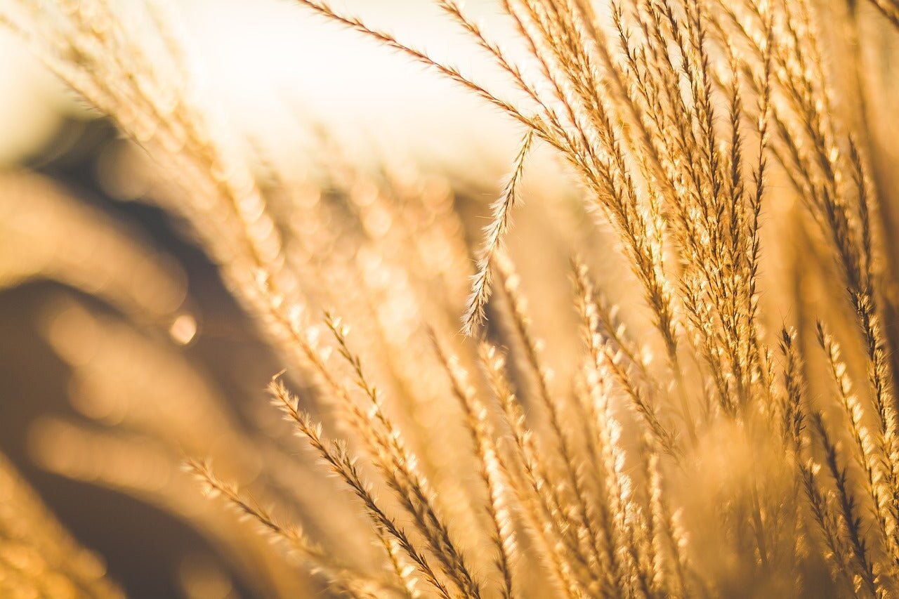 Gluten Free skincare - something else to look out for? - Synthesis Organics
