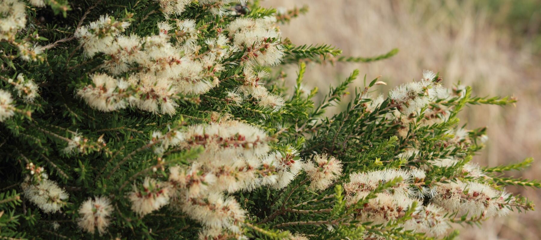 Revitalise Your Skin This Spring with Our Expert Tips and Products - Synthesis Organics