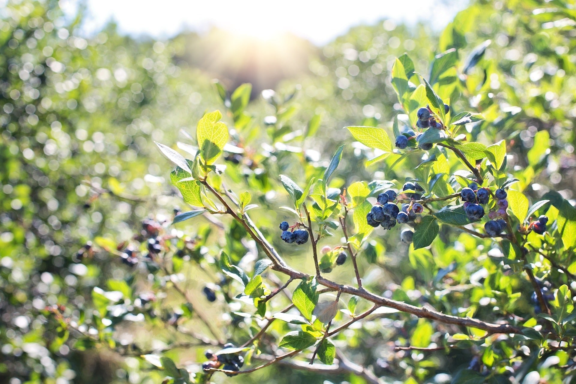 Why choose Australian Certified Organic? - Synthesis Organics