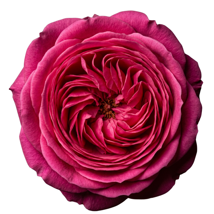Rose Otto Hydrosol Skincare