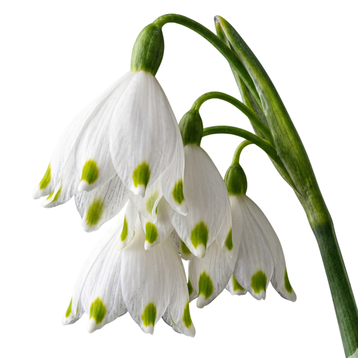 Snowflake Flower Skincare