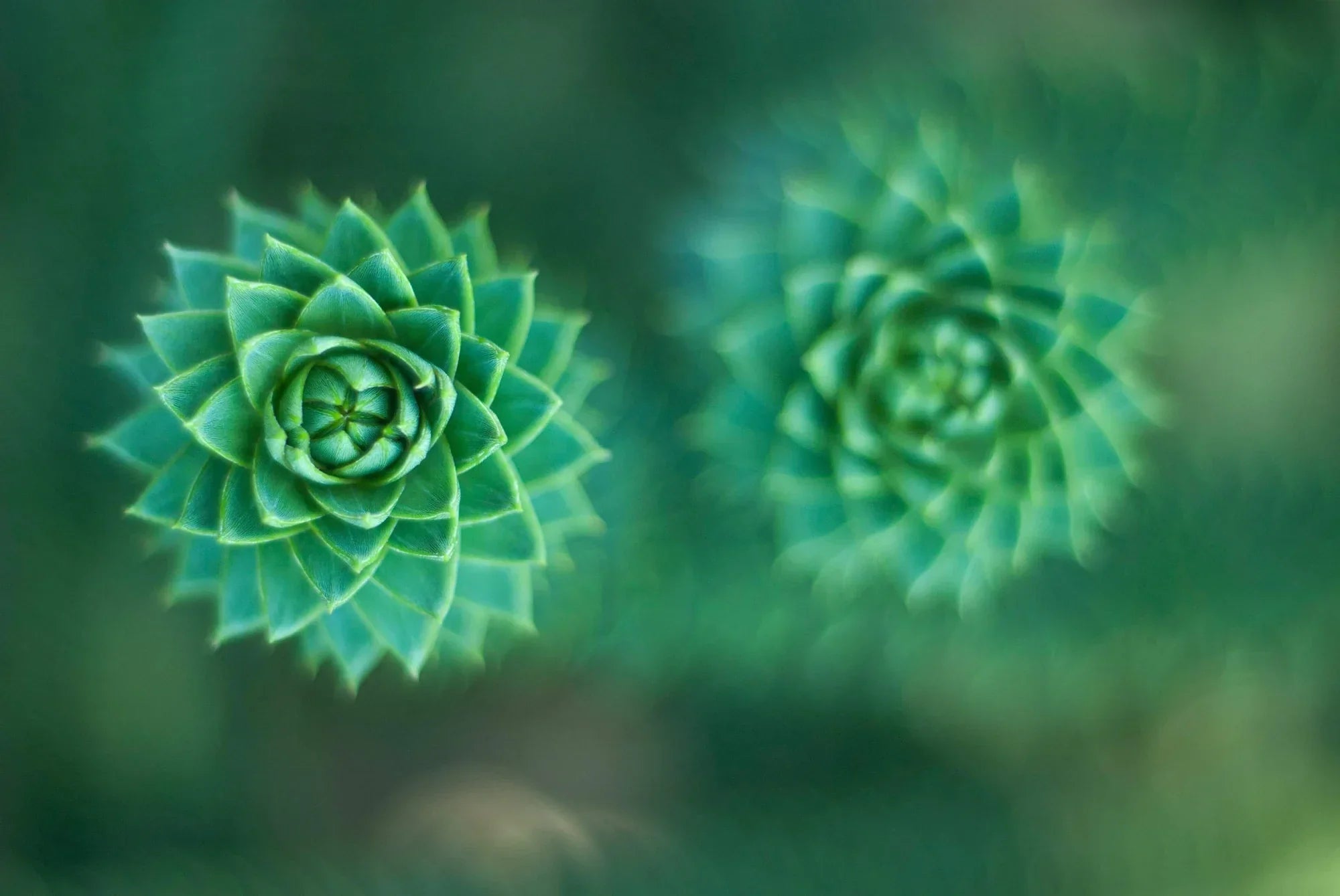 "Green Friday" 10% OFF - Synthesis Organics