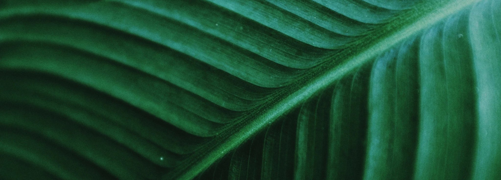 "Green Friday" 20% OFF - Synthesis Organics