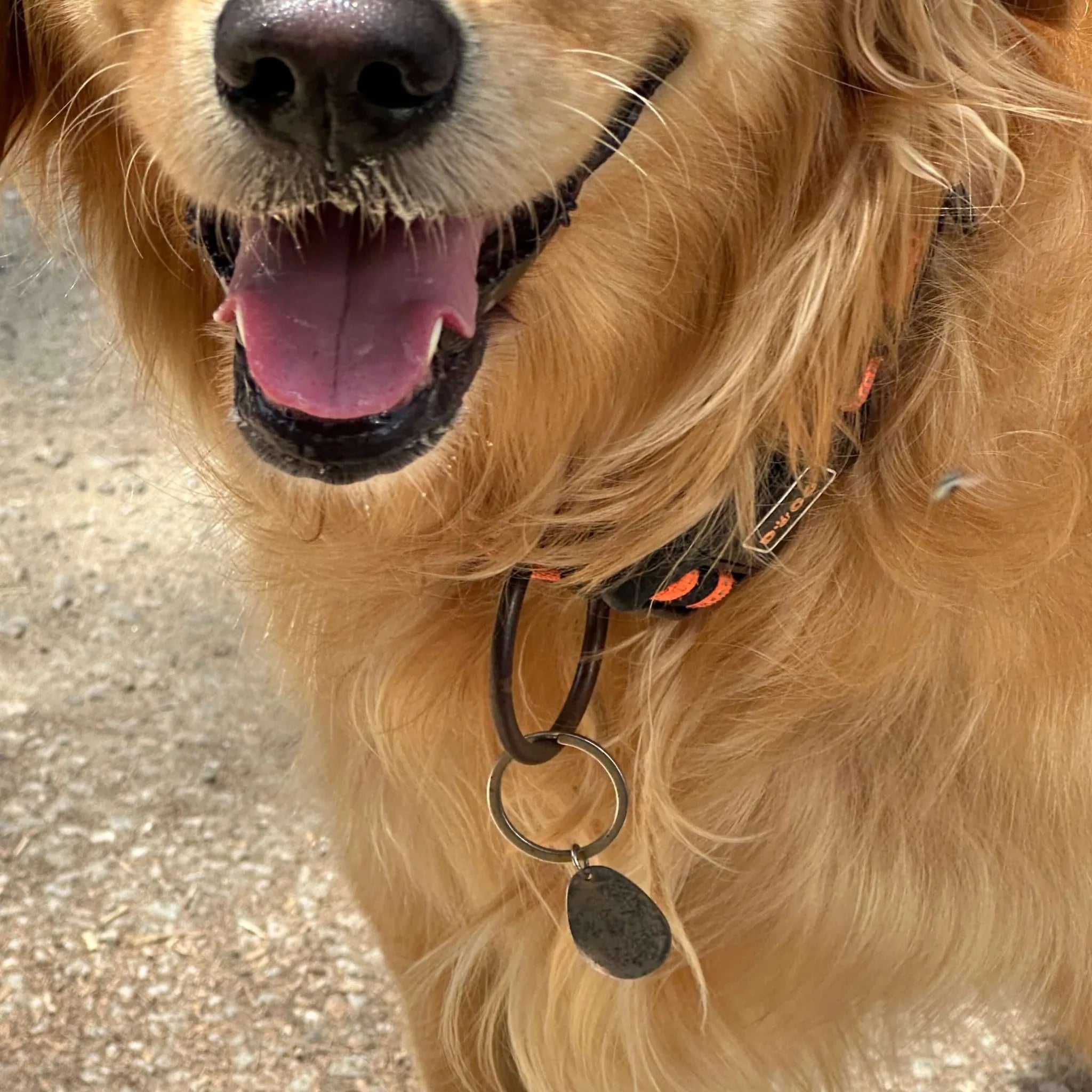 BioSignature Pet Tags - Small - Synthesis Organics